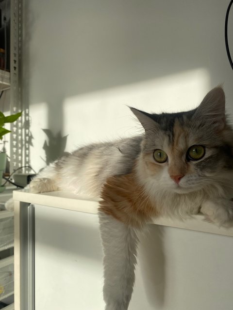 Daisy - Domestic Long Hair + Calico Cat