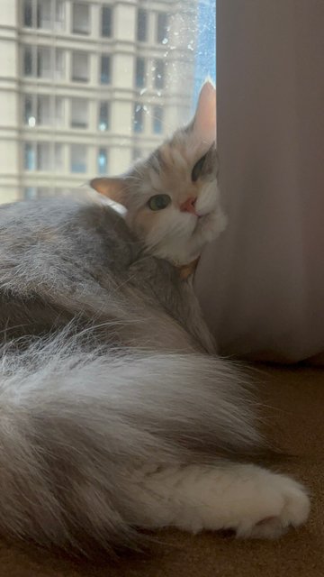 Daisy - Domestic Long Hair + Calico Cat