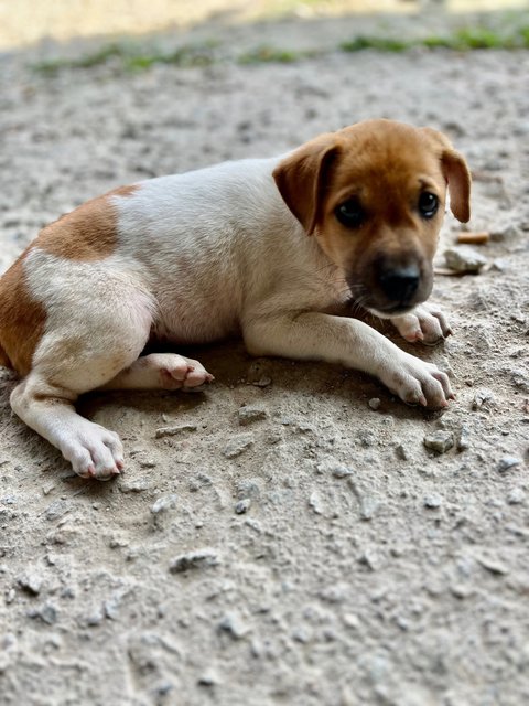 Elsa - Mixed Breed Dog