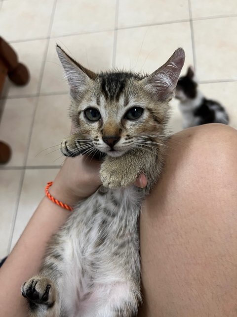 Little Brown - Domestic Short Hair Cat