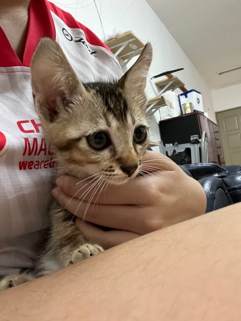 Little Brown - Domestic Short Hair Cat