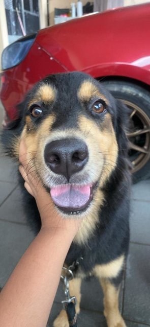 Cocon - Golden Retriever + Flat-coated Retriever Dog