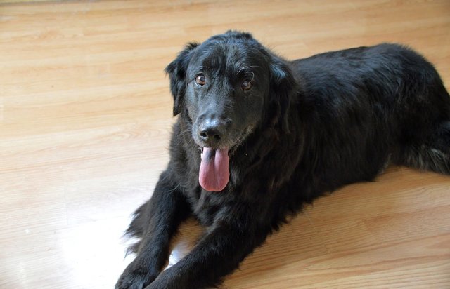 Cocon - Golden Retriever + Flat-coated Retriever Dog