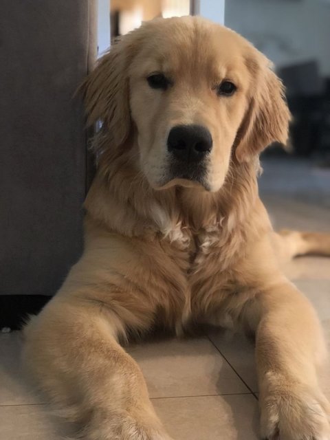 Cocon - Golden Retriever + Flat-coated Retriever Dog