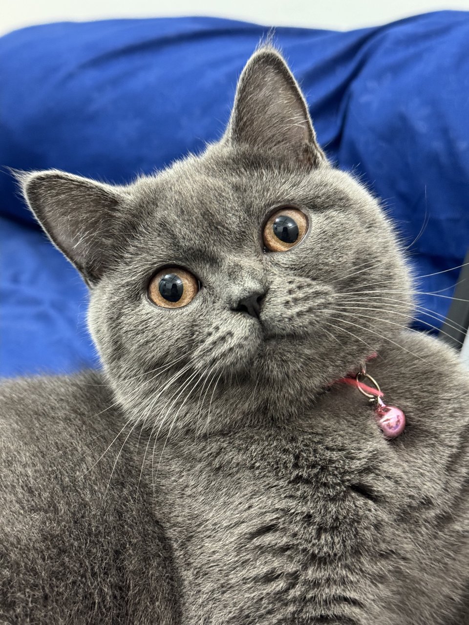 Chingu - British Shorthair Cat