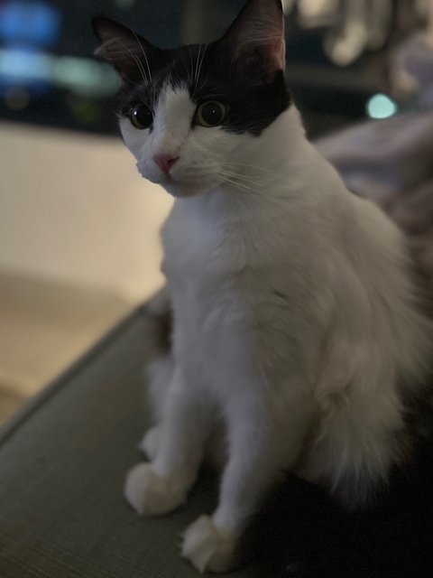 Pwincezz - Domestic Long Hair Cat