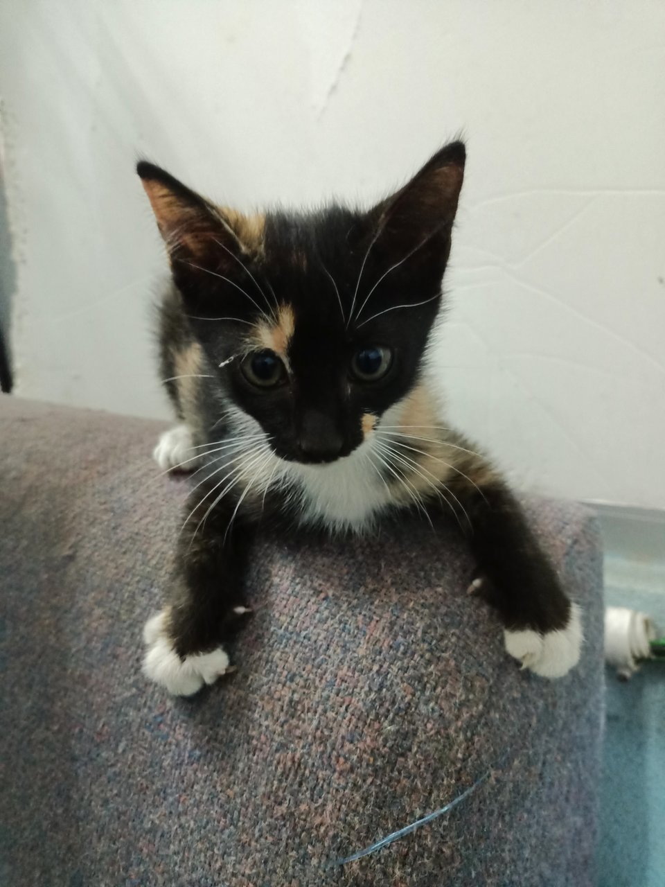 Stray Calico Kitten - Domestic Short Hair Cat