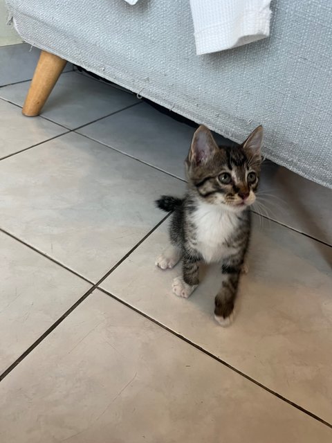 Pipi - Domestic Long Hair Cat