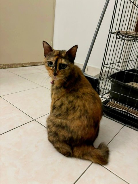 Princess - Tortoiseshell Cat