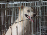 K-4 Cute Ethan - Pomeranian Mix Dog