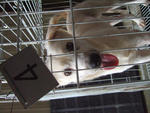 K-4 Cute Ethan - Pomeranian Mix Dog