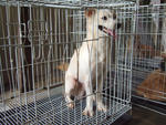 K-4 Cute Ethan - Pomeranian Mix Dog