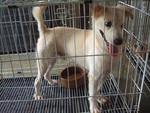 K-4 Cute Ethan - Pomeranian Mix Dog