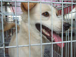 K-4 Cute Ethan - Pomeranian Mix Dog