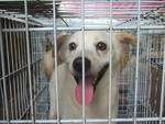 K-4 Cute Ethan - Pomeranian Mix Dog