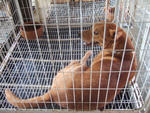 K-8 Charley  - Mixed Breed Dog