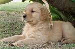 Golden Retriever Puppy Rm649!!! - Golden Retriever Dog