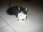 Patch - Adopted By Fazie - Domestic Medium Hair Cat