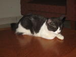 Teddy - Adopted By Ina &amp; Bob - Domestic Short Hair Cat