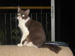 Cham - Adopted By Salina &amp; Family - Domestic Short Hair Cat