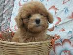 3 Red Toy Poodle  - Poodle Dog