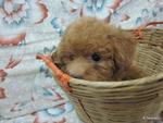 3 Red Toy Poodle  - Poodle Dog