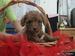 3 Red Toy Poodle  - Poodle Dog