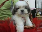 Shih Tzu - Shih Tzu Dog