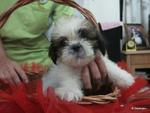 Shih Tzu - Shih Tzu Dog