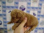 Cute Homebred Toy Poodle Puppies  - Poodle Dog