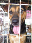 K13- Joey  - Mixed Breed Dog