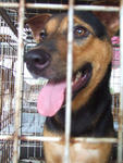 K13- Joey  - Mixed Breed Dog