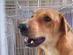 K-14 Knox - Golden Retriever Mix Dog