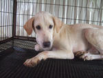 K-17  Pete  - Labrador Retriever Mix Dog