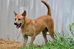 K-26  Hojo/ Energetic Guy - Mixed Breed Dog