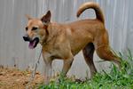 K-26  Hojo/ Energetic Guy - Mixed Breed Dog