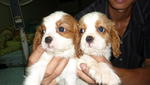 Cavalier King Charles Spaniel  - Cavalier King Charles Spaniel Dog