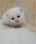 Female Pure White [Booked with deposit]