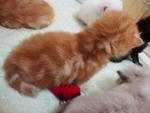 Dlh Kittens For Sale - Domestic Long Hair Cat