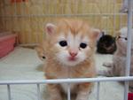 Male Ginger with white face