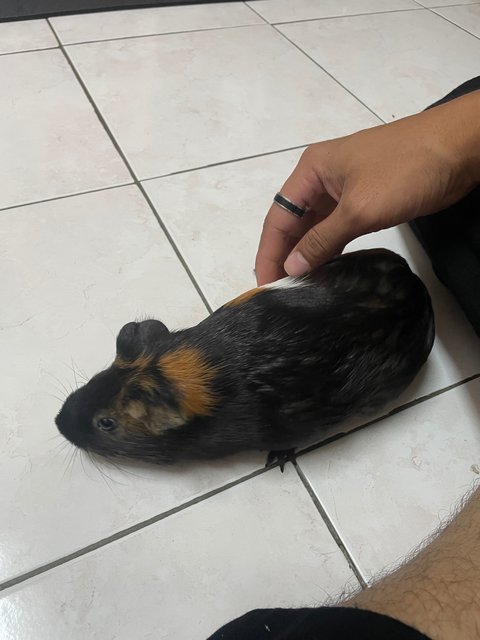 Kuro, Orked, Luna - Guinea Pig Small & Furry