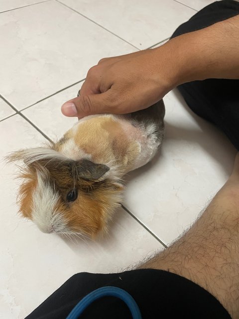 Kuro, Orked, Luna - Guinea Pig Small & Furry