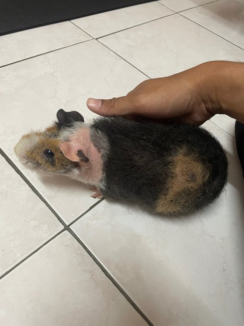 Kuro, Orked, Luna - Guinea Pig Small & Furry