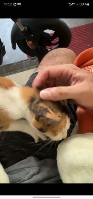 Monroe - Calico + Domestic Short Hair Cat