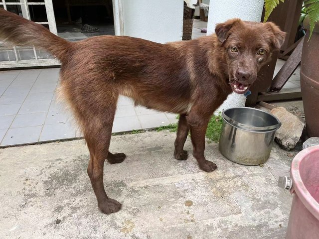 Bonnie - Mixed Breed Dog