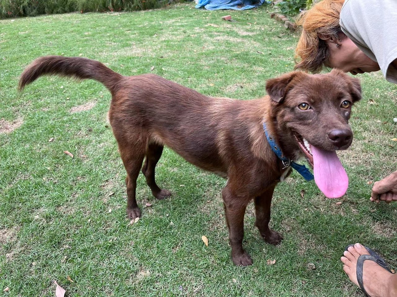 Bonnie - Mixed Breed Dog