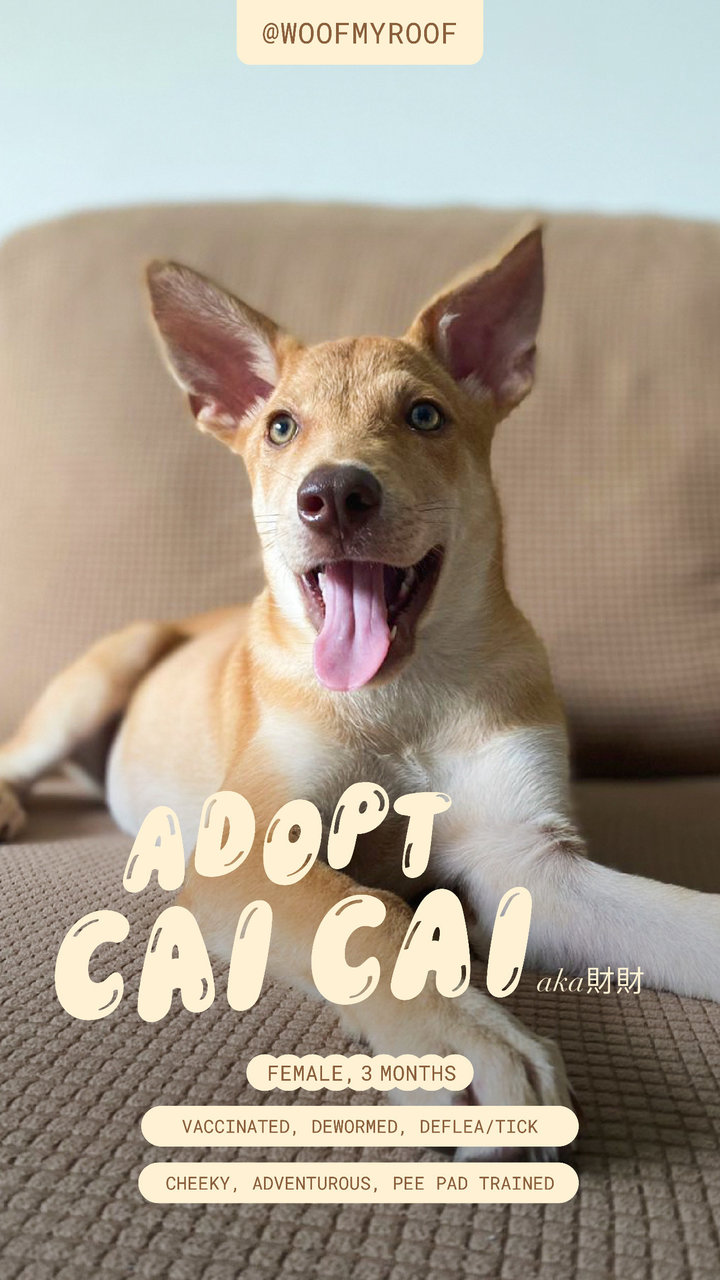 Cai Cai - Mixed Breed Dog