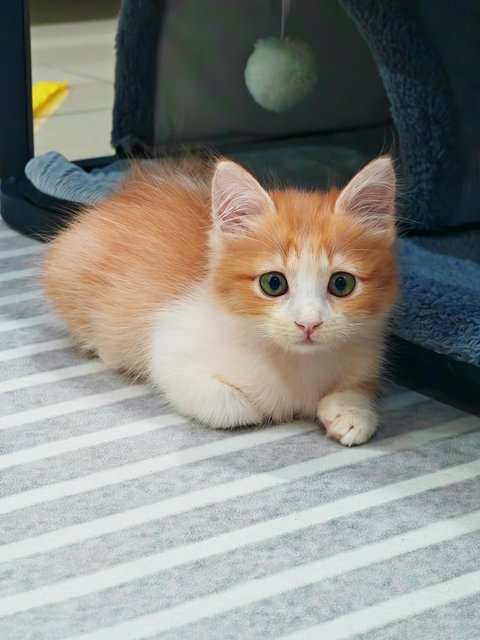 Cc - Domestic Medium Hair Cat