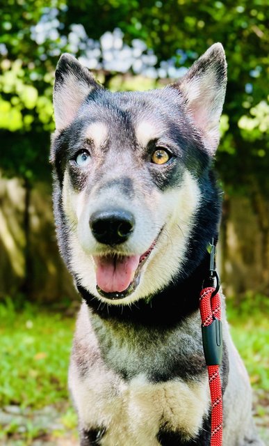 Happy - Siberian Husky + Husky Dog