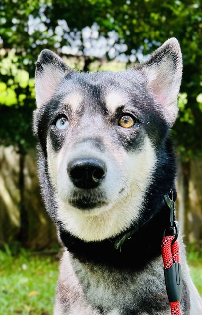 Happy - Siberian Husky + Husky Dog